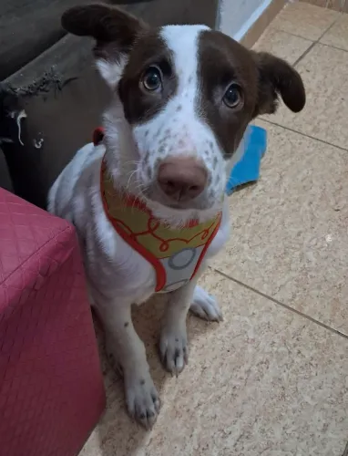 Doação de cachorra