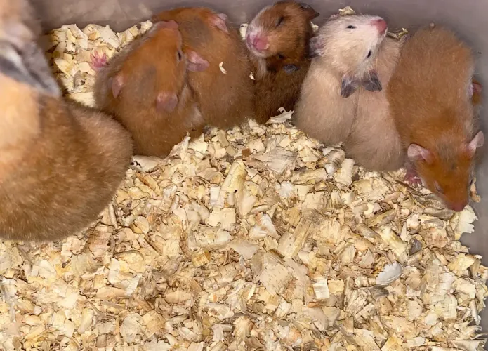 Hamster sírio doação