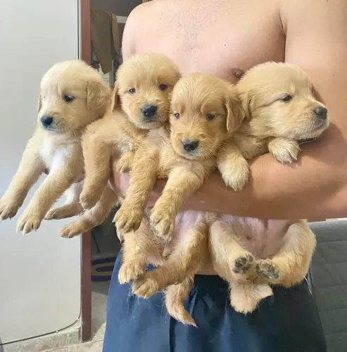 Filhotes de Golden Retriever Puros