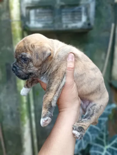 Lindo Filho Pincher com Yorkshire