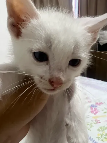 Doação de gato