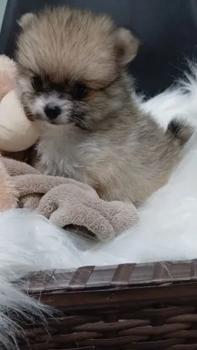 Filhote Spitz alemão "lulu"