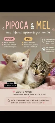 Doa-se duas irmãs, super dóceis, amigáveis