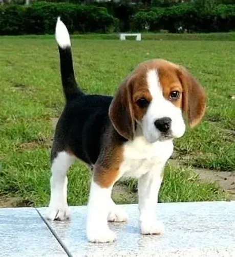 Lindos Filhotes de Beagle