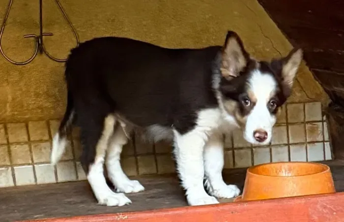 Border collie companheiro 
