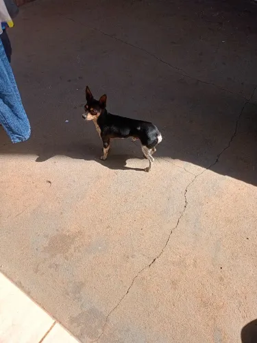 Procura uma namora Pinscher 