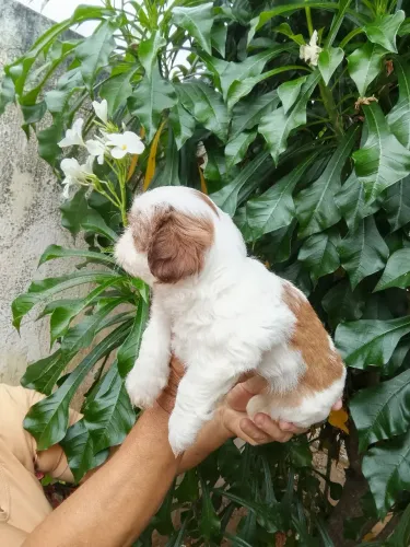 Shih tzu fêmea fígado de olhos azuis