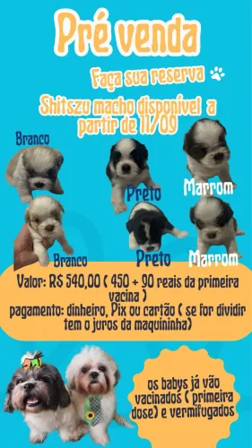 Venda de Shitzu macho