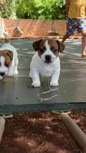 Jack russel filhotes