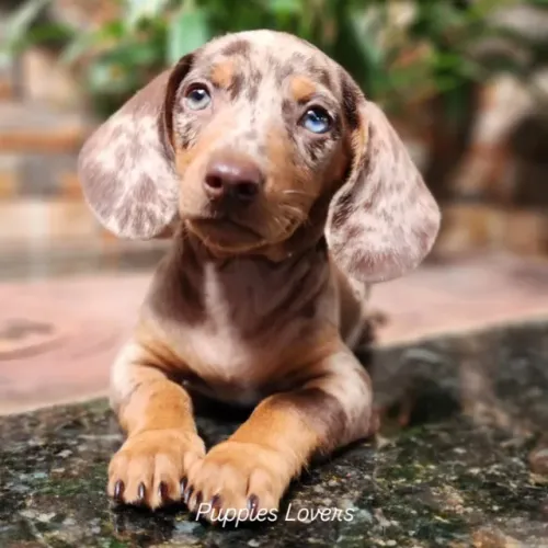 Dachshund - com Pedigree! Amor incondicional!!!