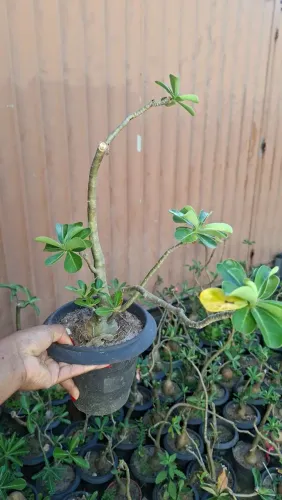 Lindas Rosas do deserto 