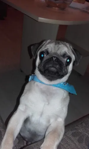 Filhotes de Pug | Um amigo para todas as horas.