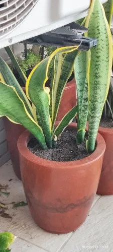 PLANTAS PERFEITAS COM VASOS