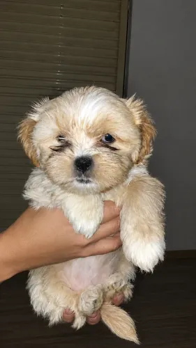 Filhote fêmea de lhasa apso