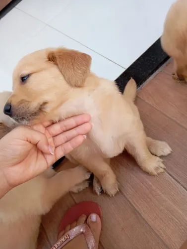 Filhotes de Golden Retriever