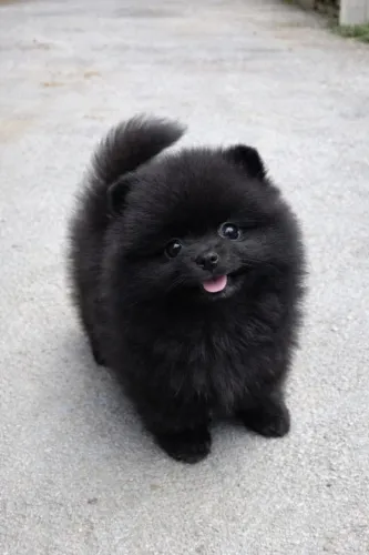 Spitz alemão macho - lulu da pomêrânia - 10x sem juros - pedigree cbkc