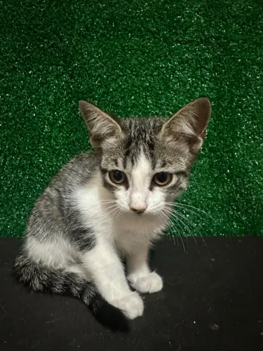 Gatos para doação