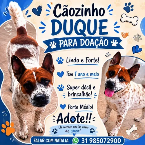 Doação de pet mega dócil,ama criança. 