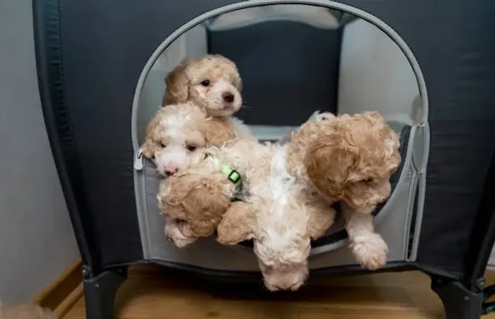 ? Poodle | Filhotes Inteligentes e Cheios de Carinho