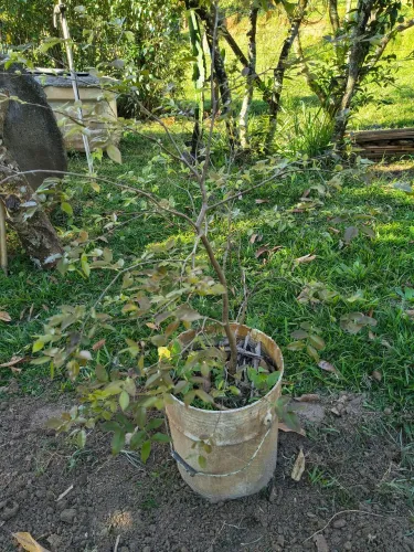 Muda de jabuticaba paulista.