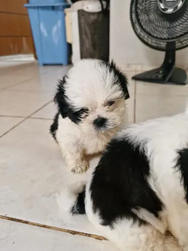 Shih Tzu