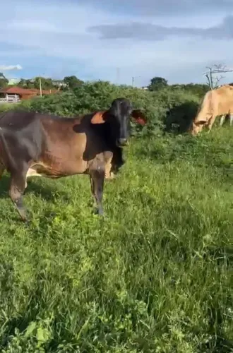 GADO DE CORTE E LEITE
