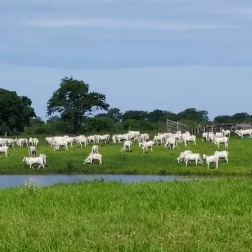 Fazenda à venda, Zona Rural - MIRANDA/MS
