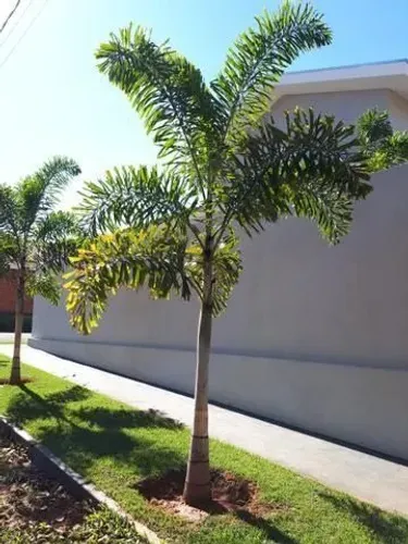 Palmeira Rabo de Raposa: Um Toque Exótico e Elegante para Seu Jardim! direto do produtor