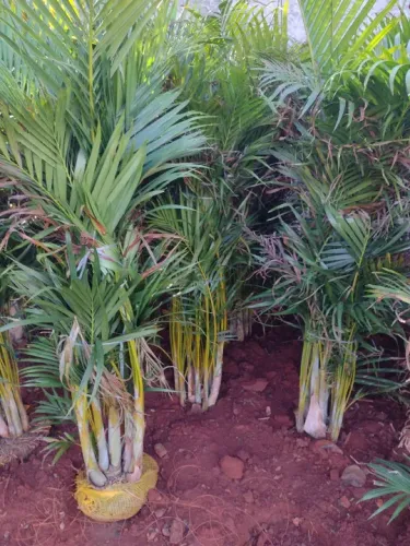 Palmeira Areca bambu