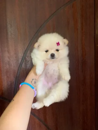 Pomerânia fêmea