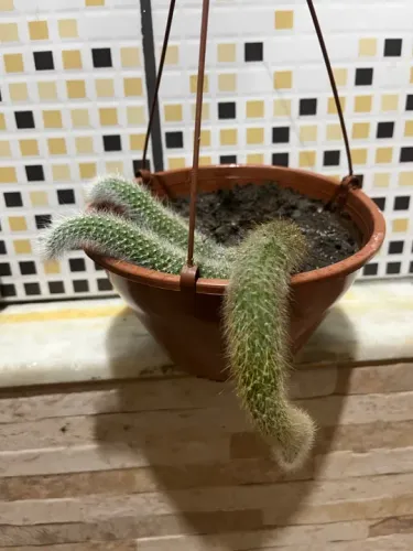 Cacto em vaso suspenso rabo de macaco