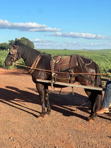 Cavalo Quarto de Milha Puro, Manso de Carroça e Sela, Preto, Forte, Dócil, Bem Tratado