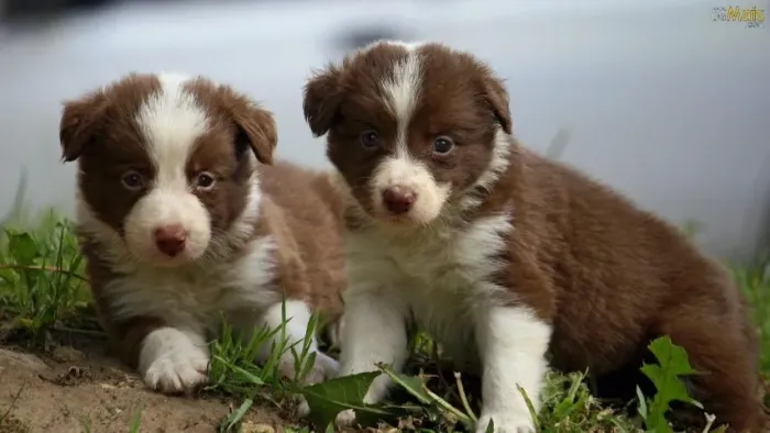 Duas fêmeas de Border Collie filhotes com 63 dias vacinadas e com pedigree - Eduardo