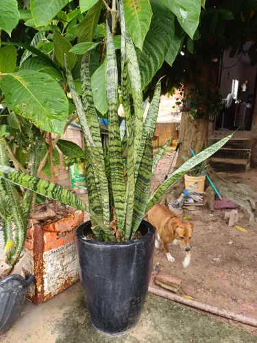 Planta Espada de São Jorge em Vaso Preto