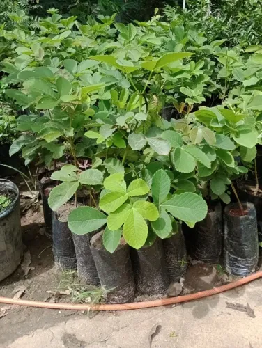 Mudas de Pequi gigante