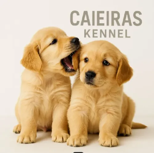 Golden Retriever Energia e Carinho - Um Presente para a Vida