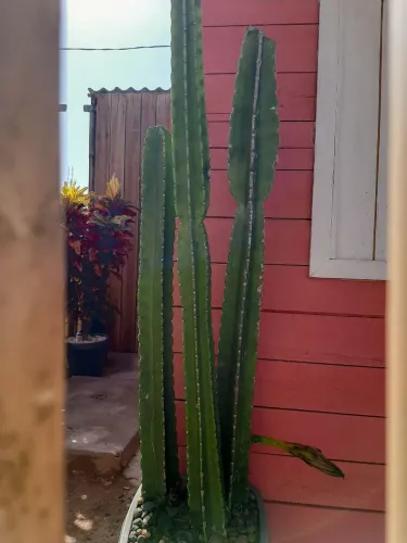 Cacto Mandacaru