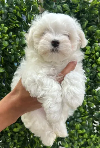 Maltês.  Uma bolinha de algodão! 