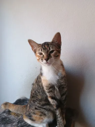 Doação de gatos adultos castrados 