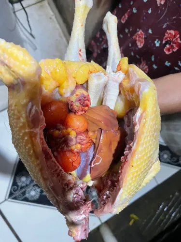 GALINHA, FRANGO TRATADOS R$50,00