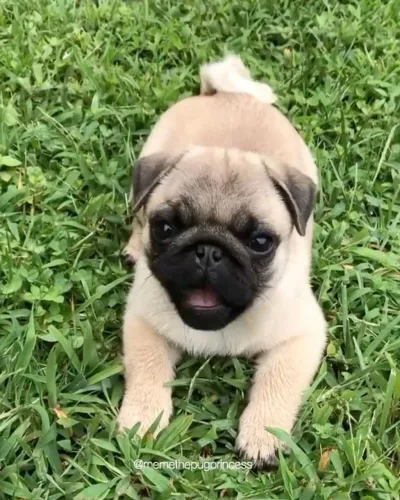 Filhote de Pug com carinha Sapeca mais cheia de charme ?