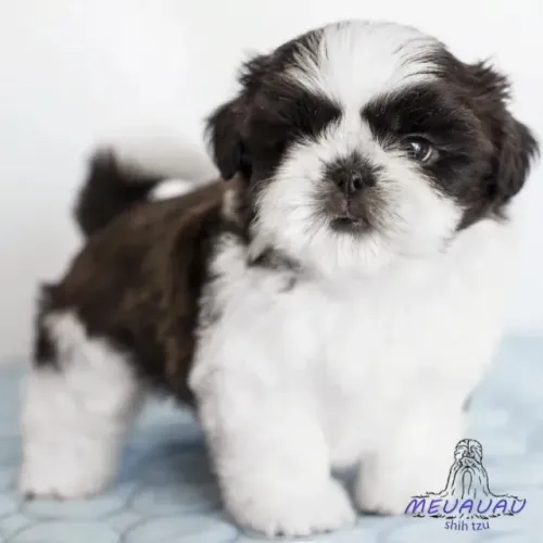 Shih tzu Lealdade e Personalidade Únicas!