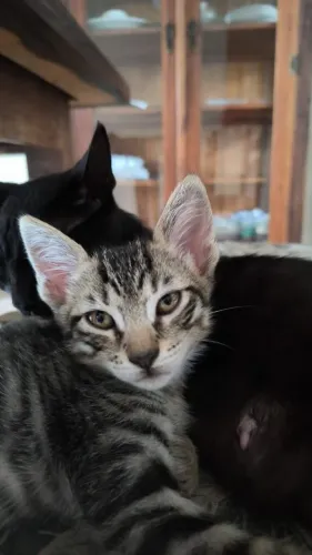 Doa se gatinha carinhosa 