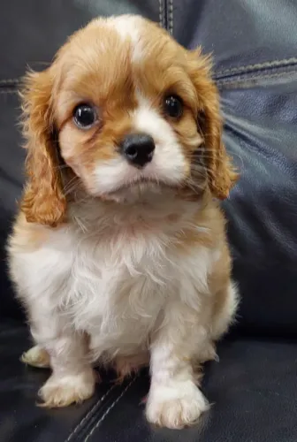 Cavalier King Charles Mini Fêmea - Companheira encantadora