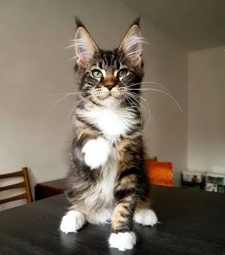 Maine Coon Fêmea