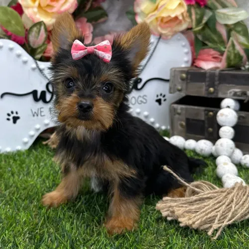 Yorkshire Terrier: Pelagem linda e aquele olhar esperto que apaixona.