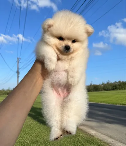 Spitz alemão Lulu da pomerania