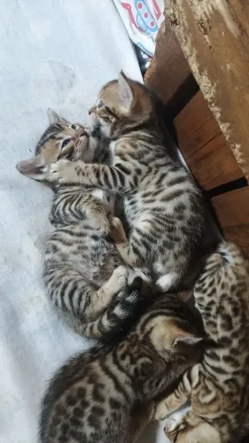 Gato Bengal ou Gato de Bengala