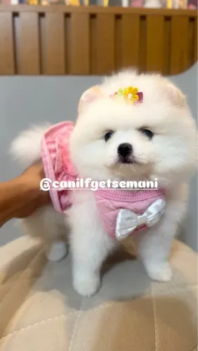 Lulu da Pomerania (Spitz Alemão Anão)
