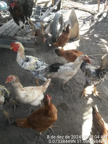 Animais para criar